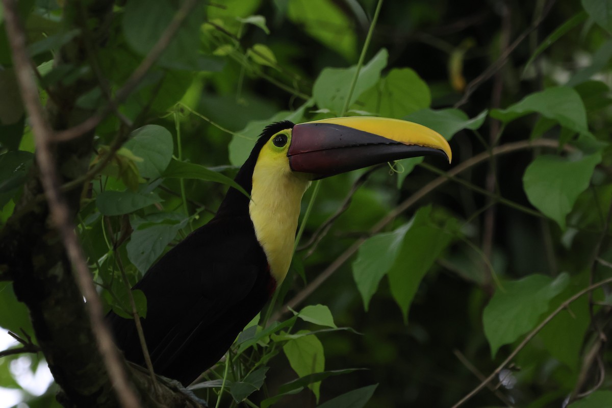 Yellow-throated Toucan - Heidy Camargo