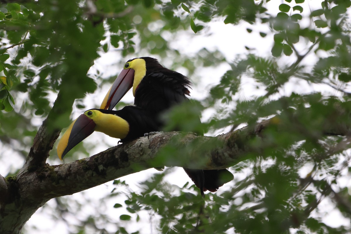 Yellow-throated Toucan - ML610766155