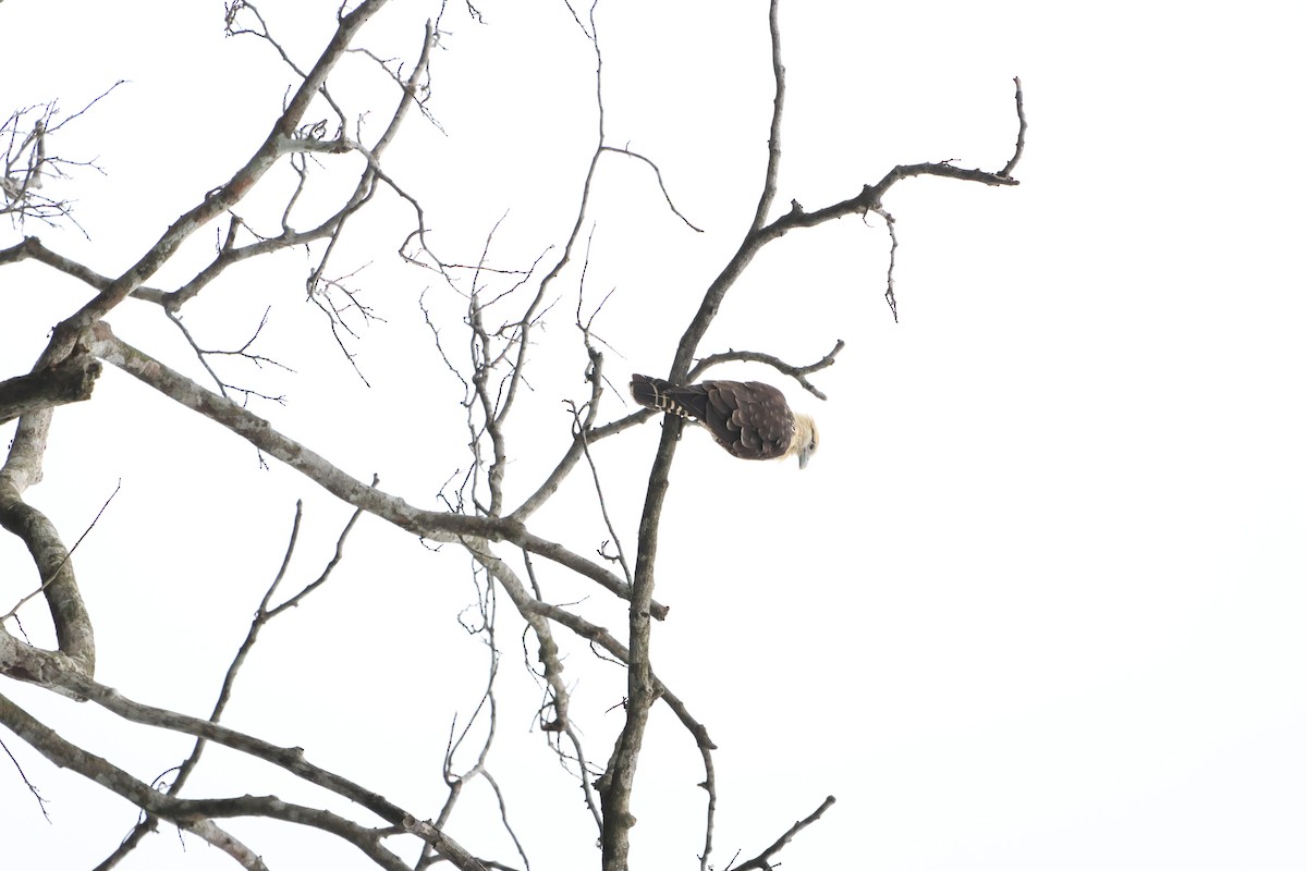 Caracara à tête jaune - ML610766166