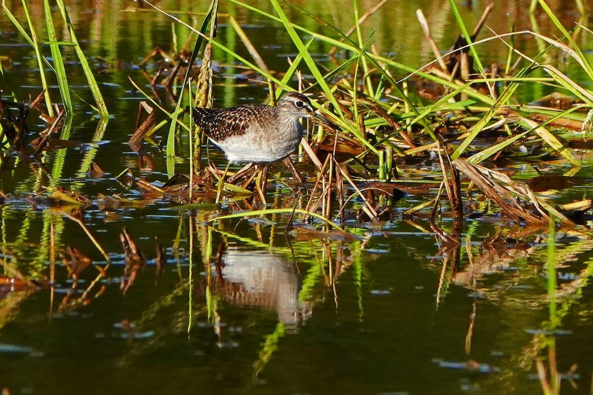 Wood Sandpiper - ML610766234