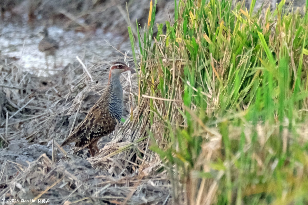 Buff-banded Rail - ML610766302