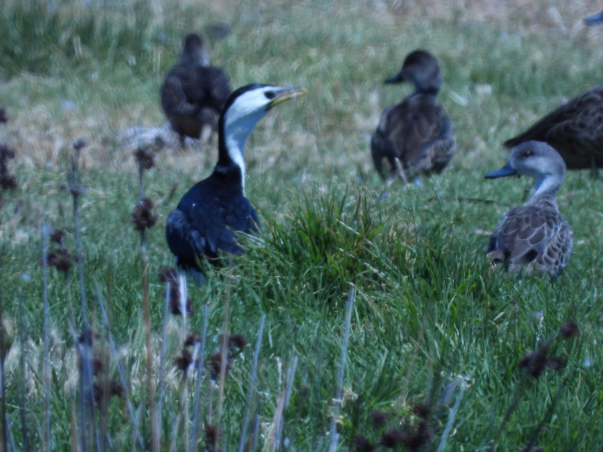 Little Pied Cormorant - ML610766396