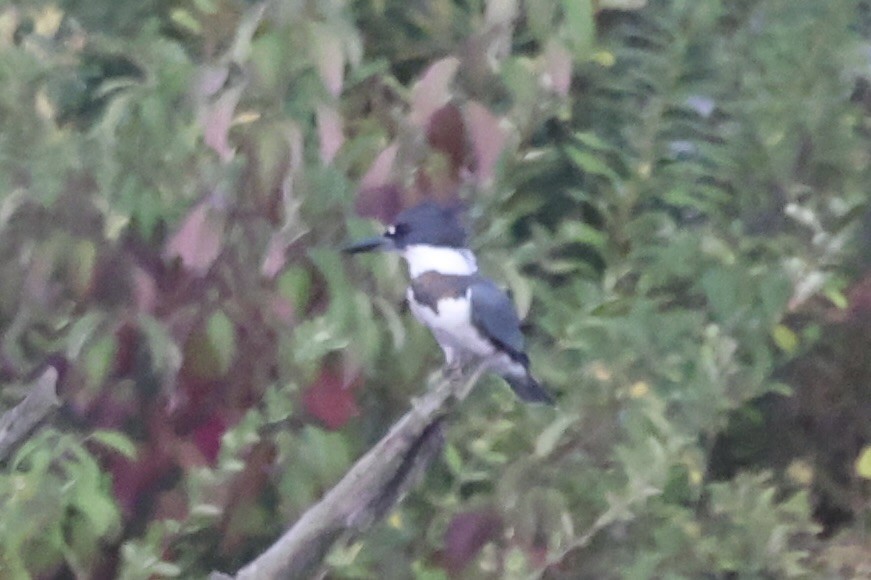 Belted Kingfisher - ML610766403