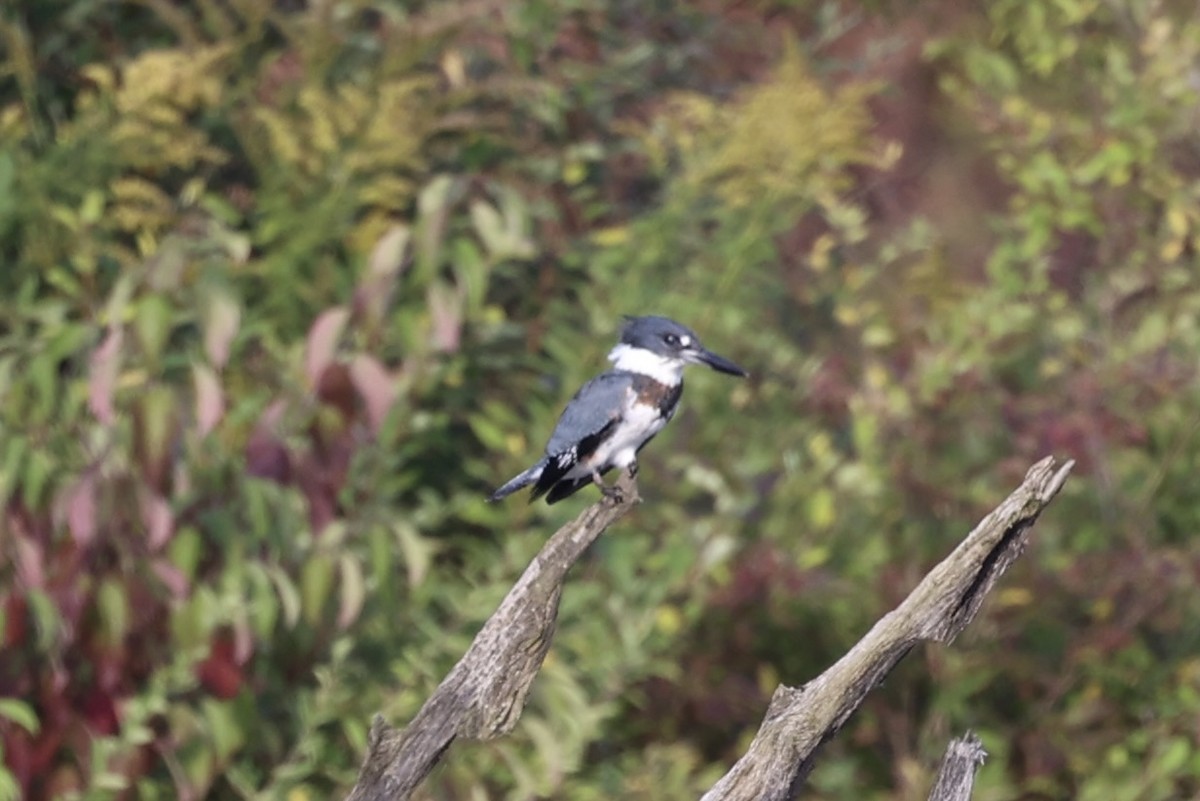 Belted Kingfisher - ML610766404