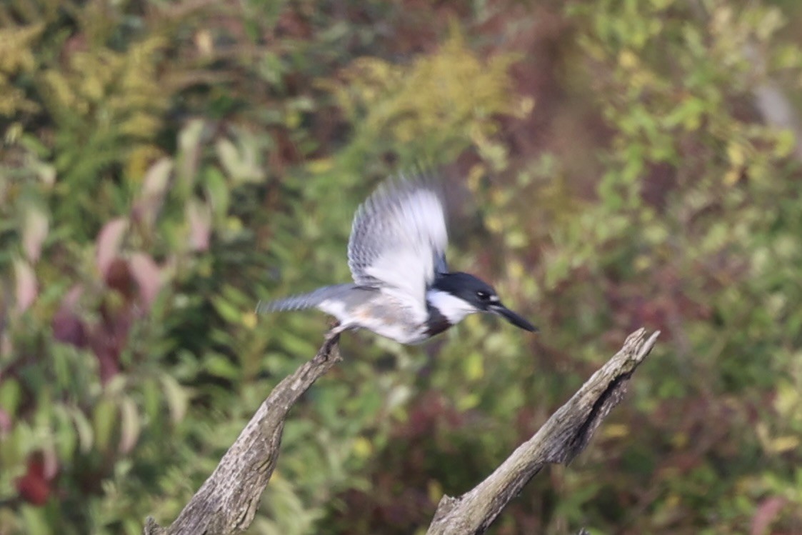 Belted Kingfisher - ML610766405