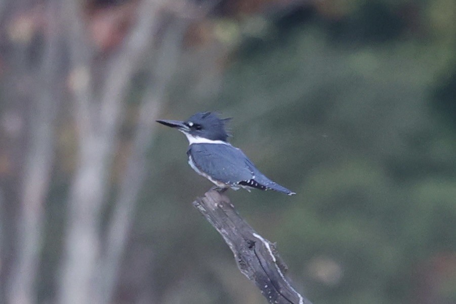 Belted Kingfisher - ML610766406