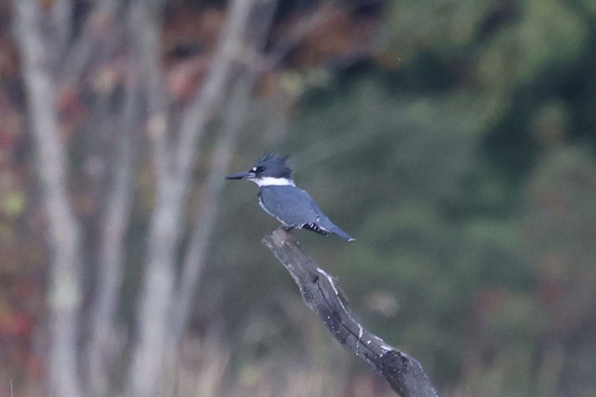 Belted Kingfisher - ML610766407