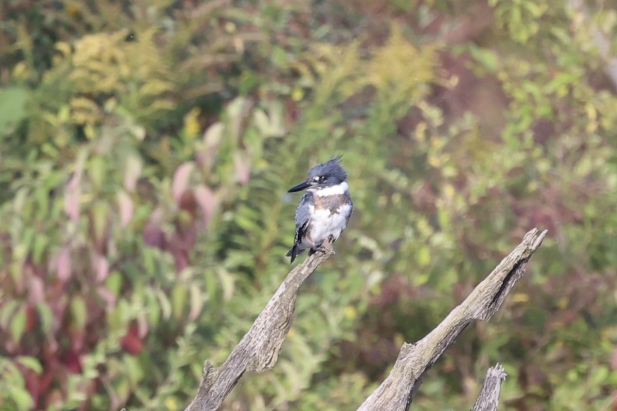 Belted Kingfisher - ML610766408