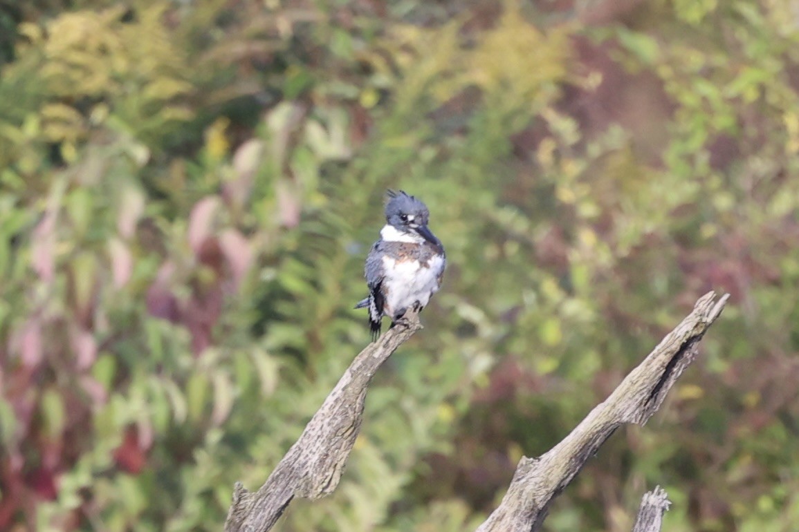 Belted Kingfisher - ML610766409