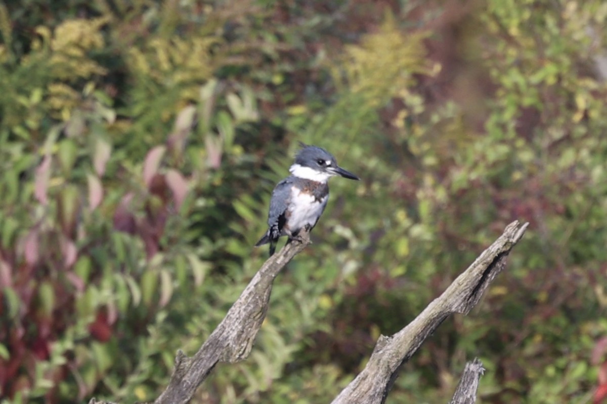 Belted Kingfisher - ML610766410