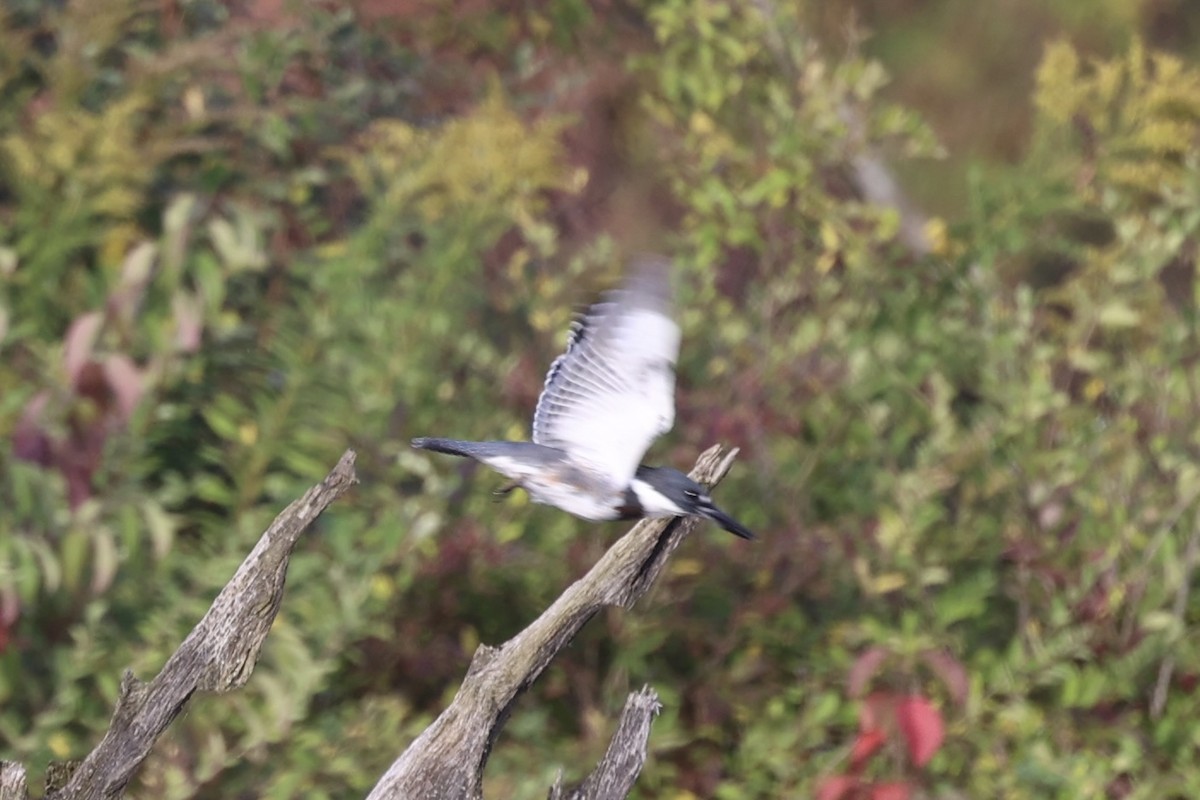 Belted Kingfisher - ML610766411