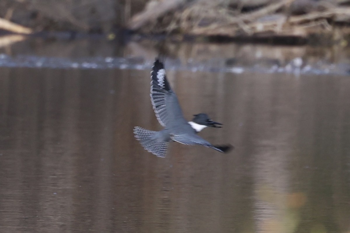 Belted Kingfisher - ML610766412