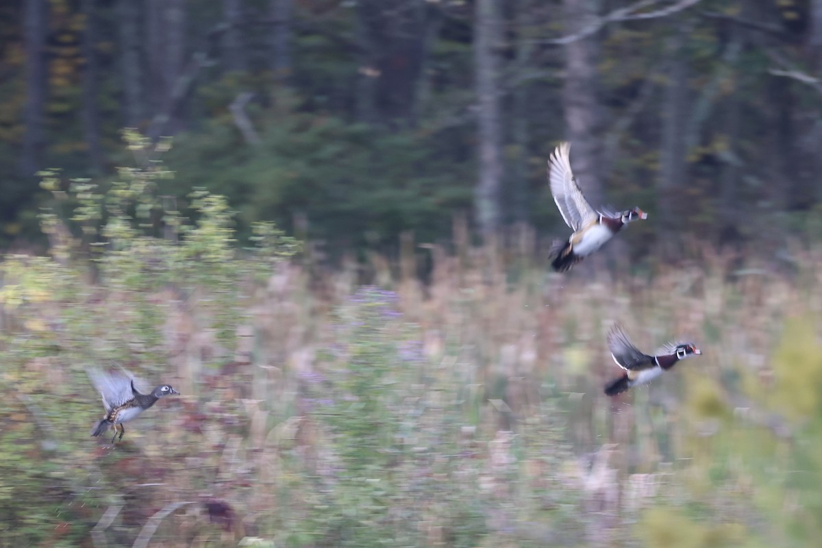 Wood Duck - Andrew William