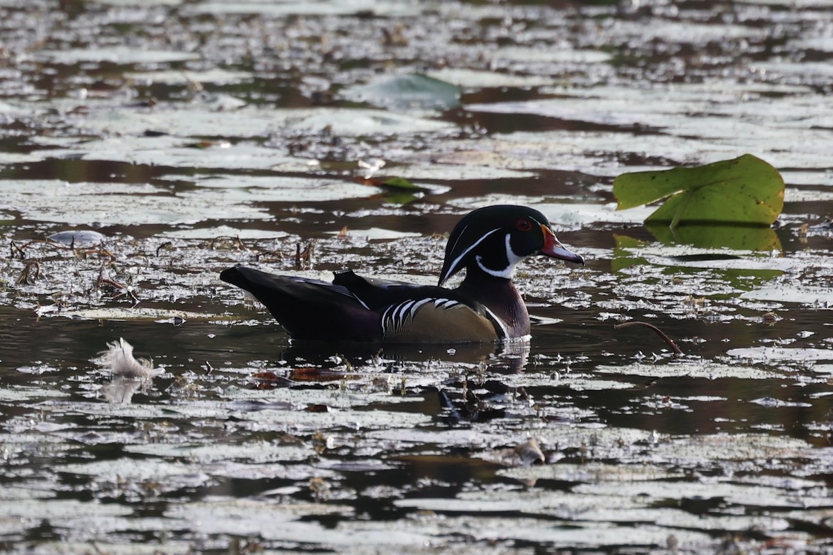 Wood Duck - ML610766453