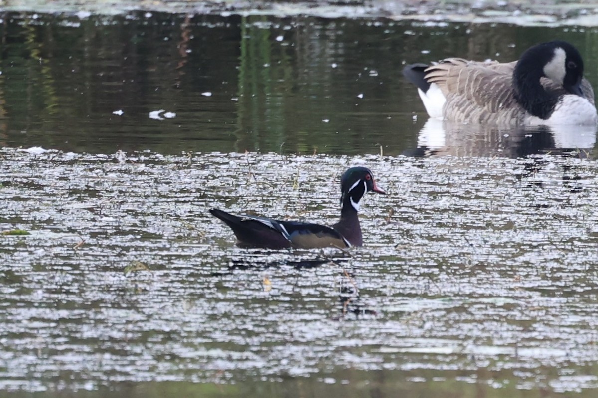 Wood Duck - ML610766455