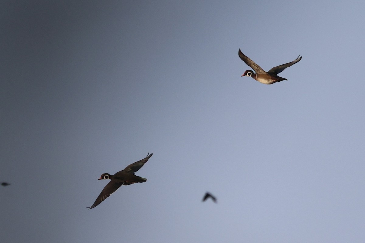 Wood Duck - ML610766456