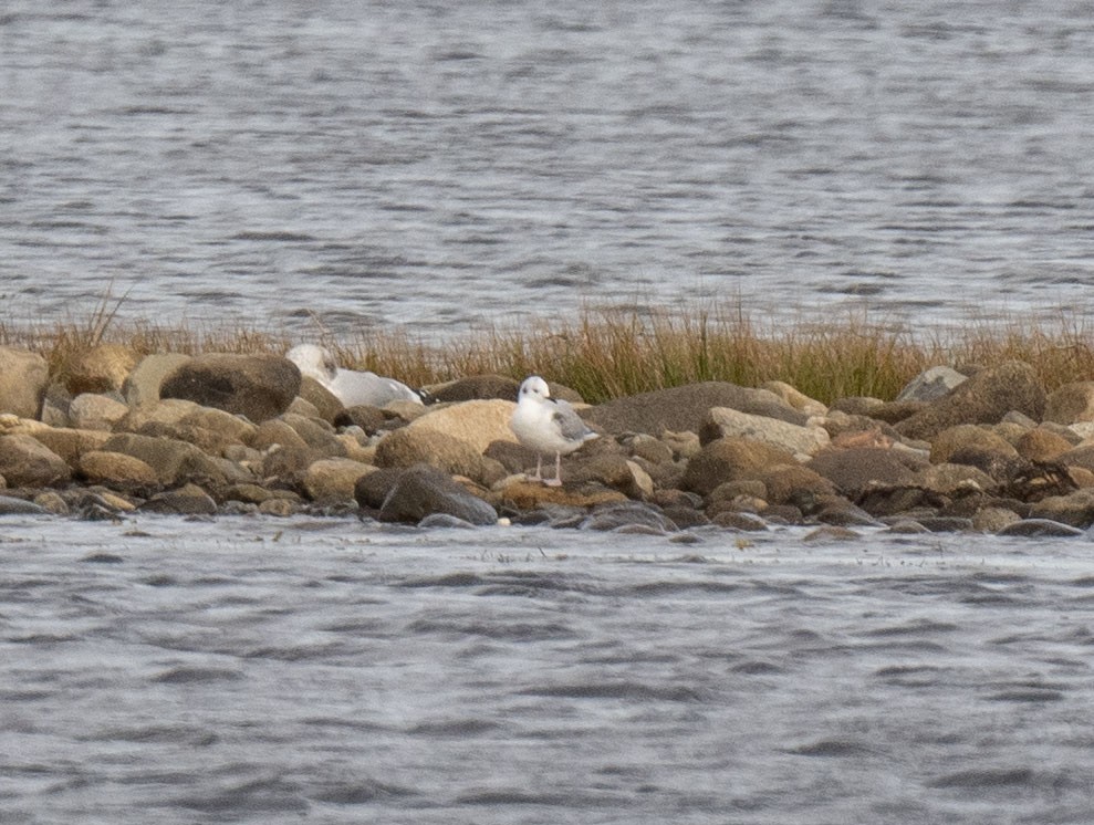 Bonaparte's Gull - Ronnie d'Entremont