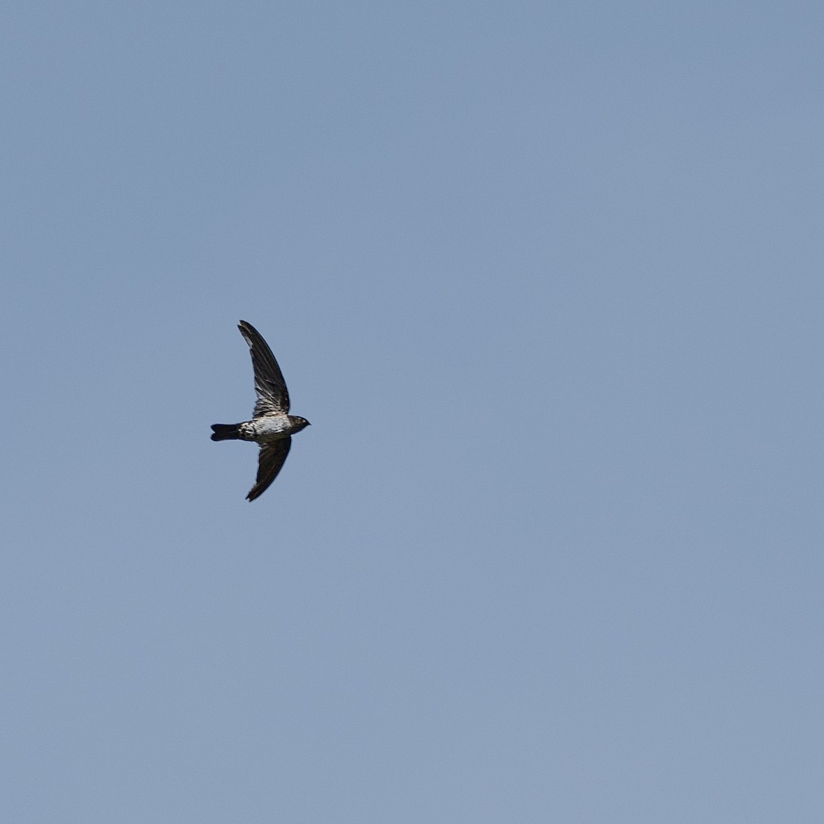 Cave Swiftlet - ML610766559