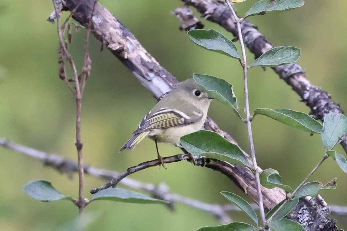 Ruby-crowned Kinglet - Andrew William