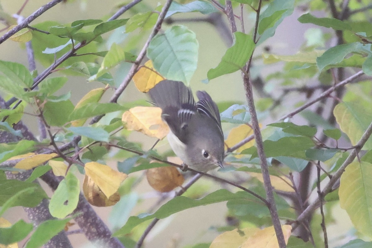 Ruby-crowned Kinglet - Andrew William