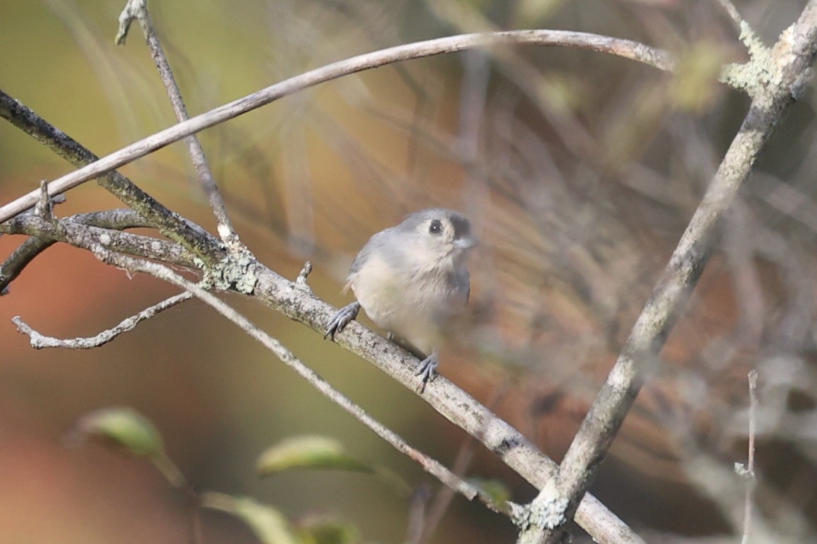 Mésange bicolore - ML610766672