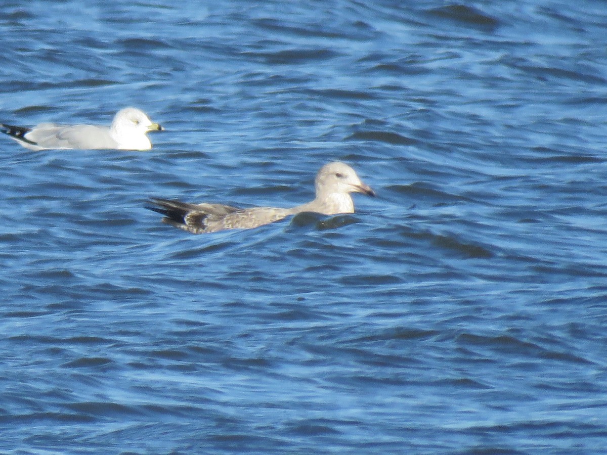 Lesser Black-backed Gull - ML610766736