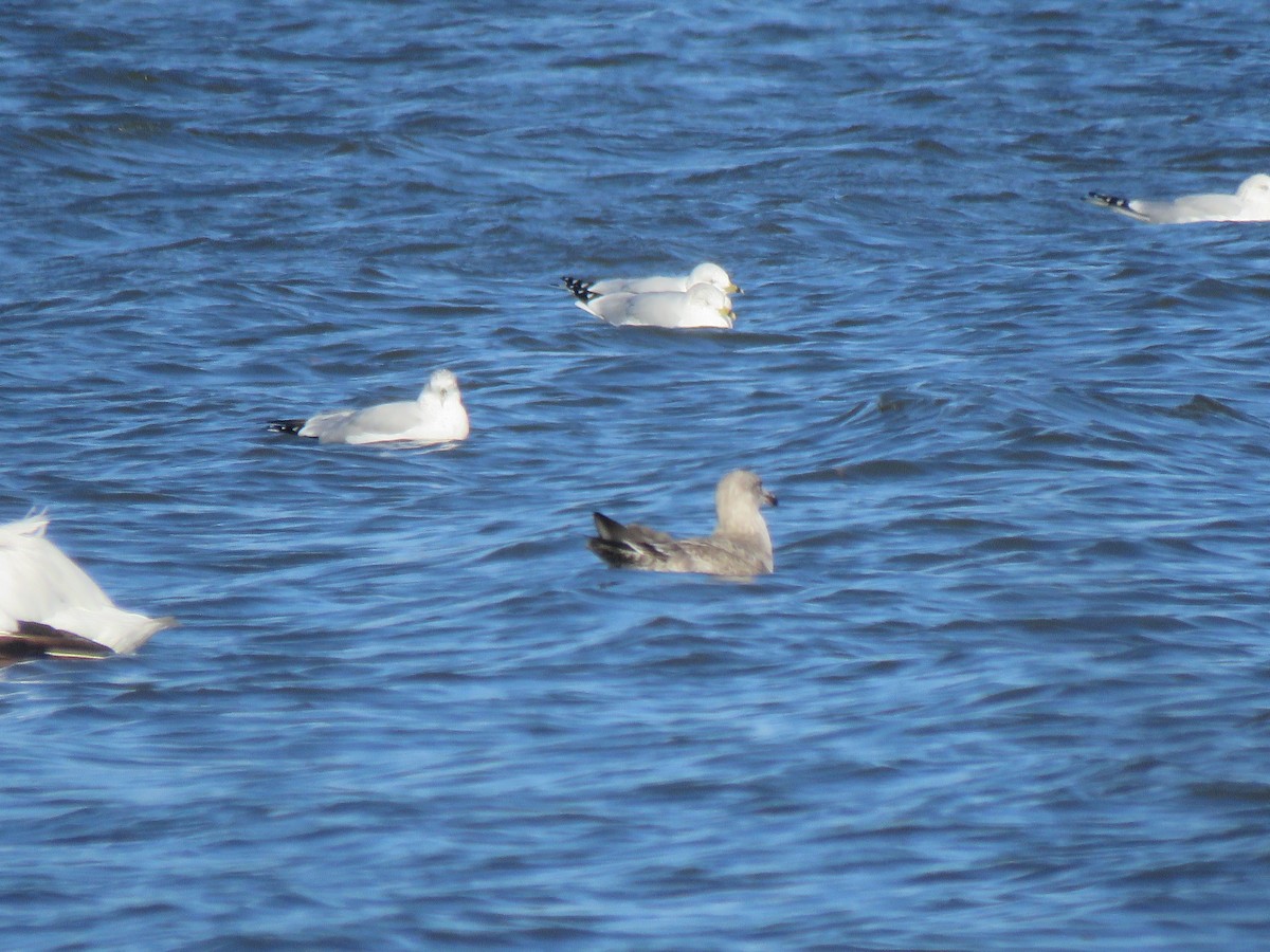 Lesser Black-backed Gull - S. Queen