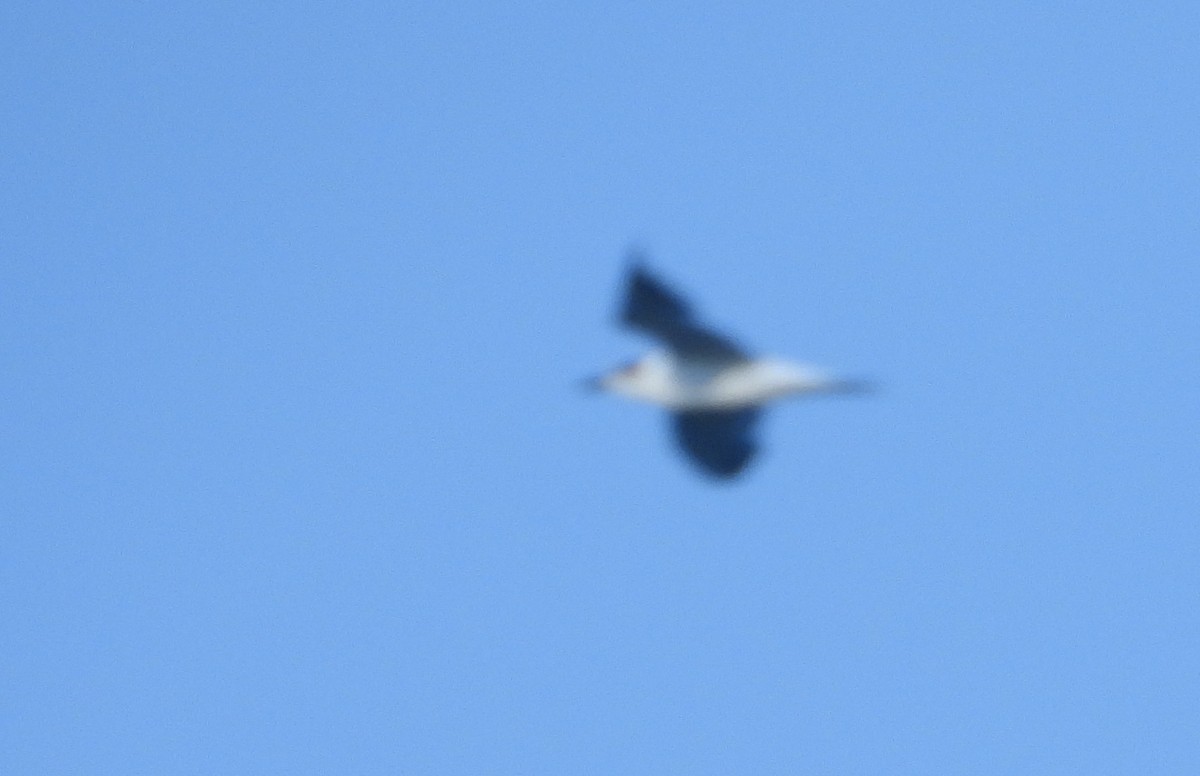 Gull-billed/Australian Tern - ML610766767