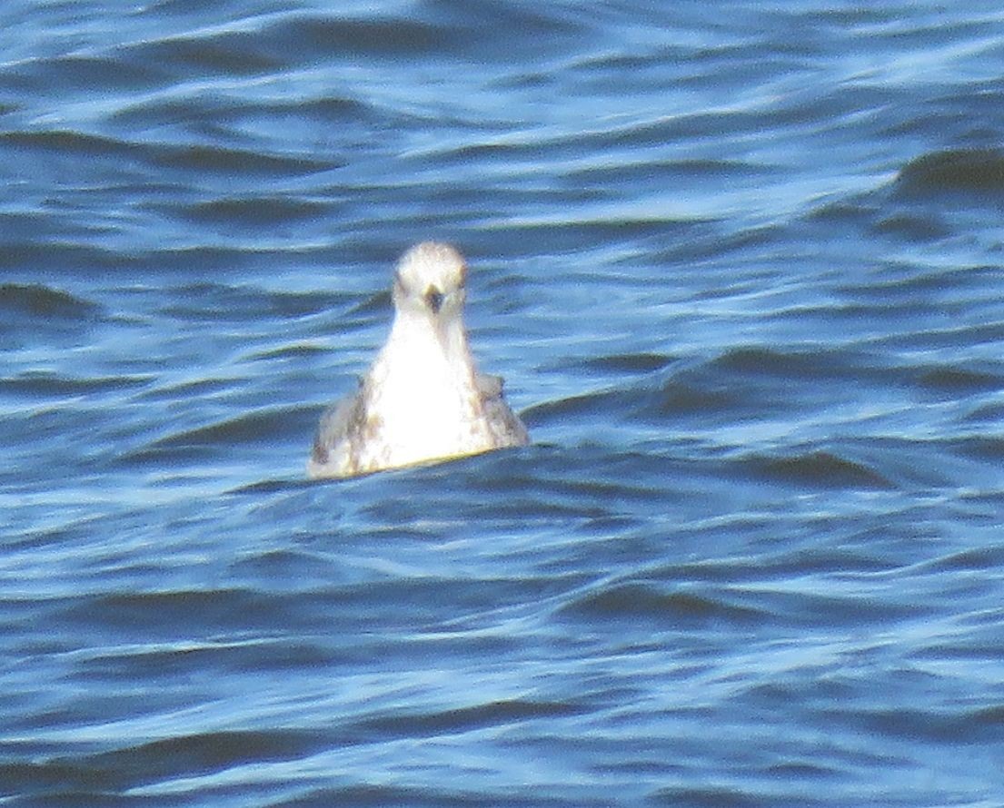 Larus sp. - S. Queen