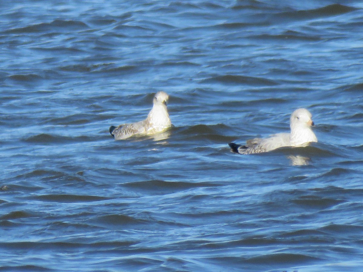 Larus sp. - S. Queen