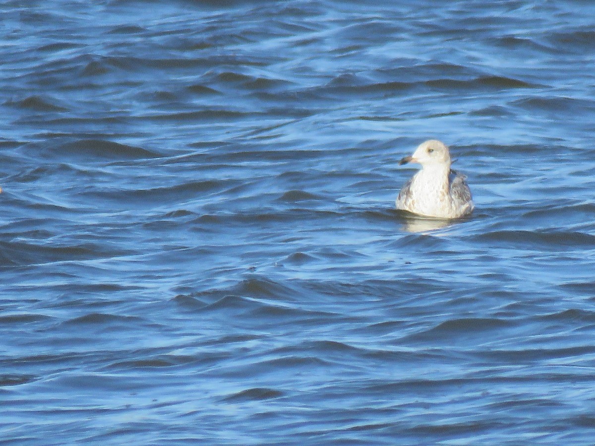 goéland sp. (Larus sp.) - ML610766787