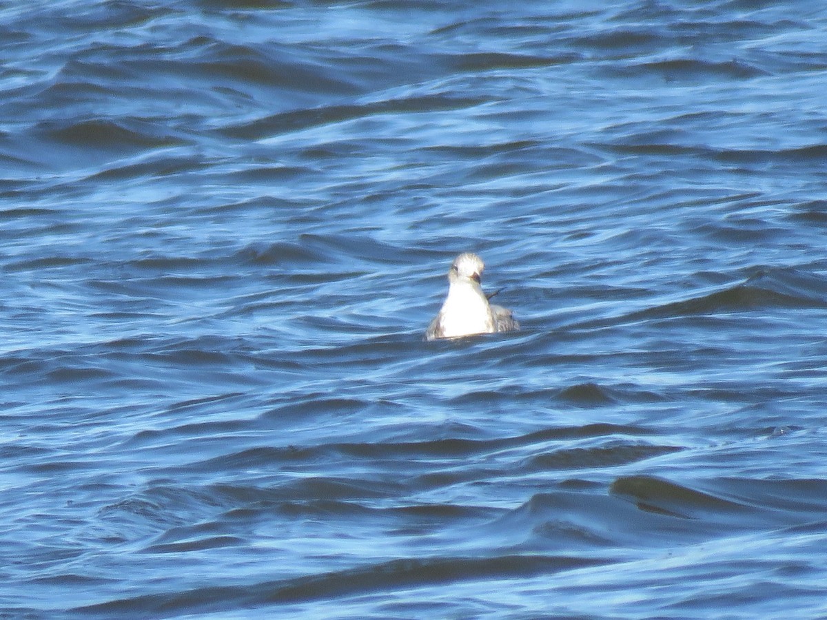 goéland sp. (Larus sp.) - ML610766788