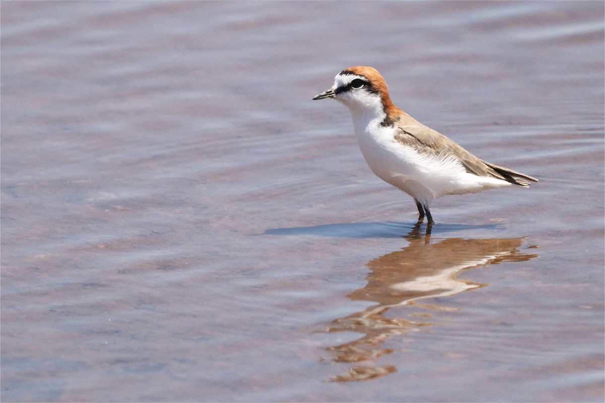 Red-capped Plover - India I’Anson