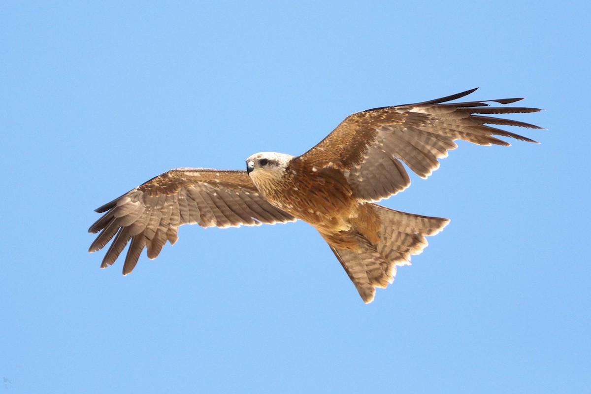 Black Kite - India I’Anson