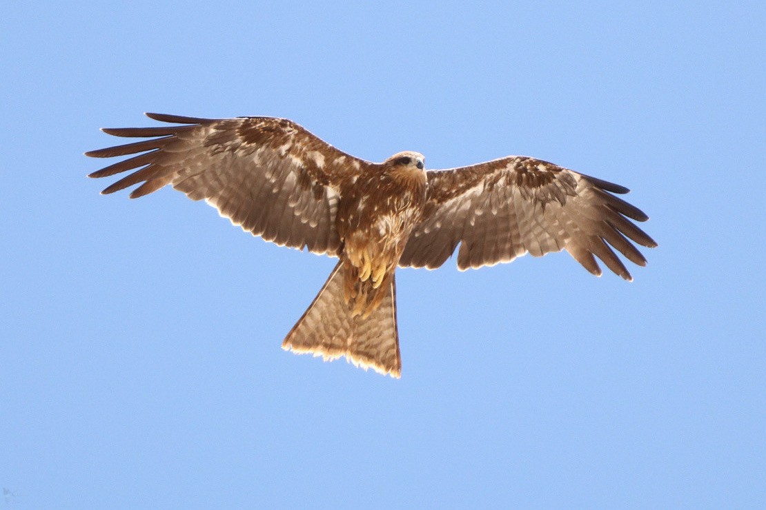 Black Kite - India I’Anson