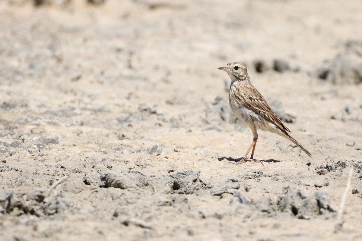 Bisbita Neozelandés (grupo australis) - ML610766804