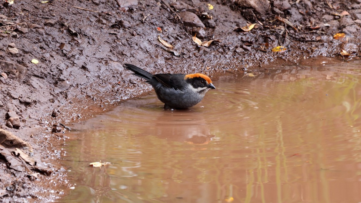 Slaty Brushfinch (Slaty) - Josep del Hoyo