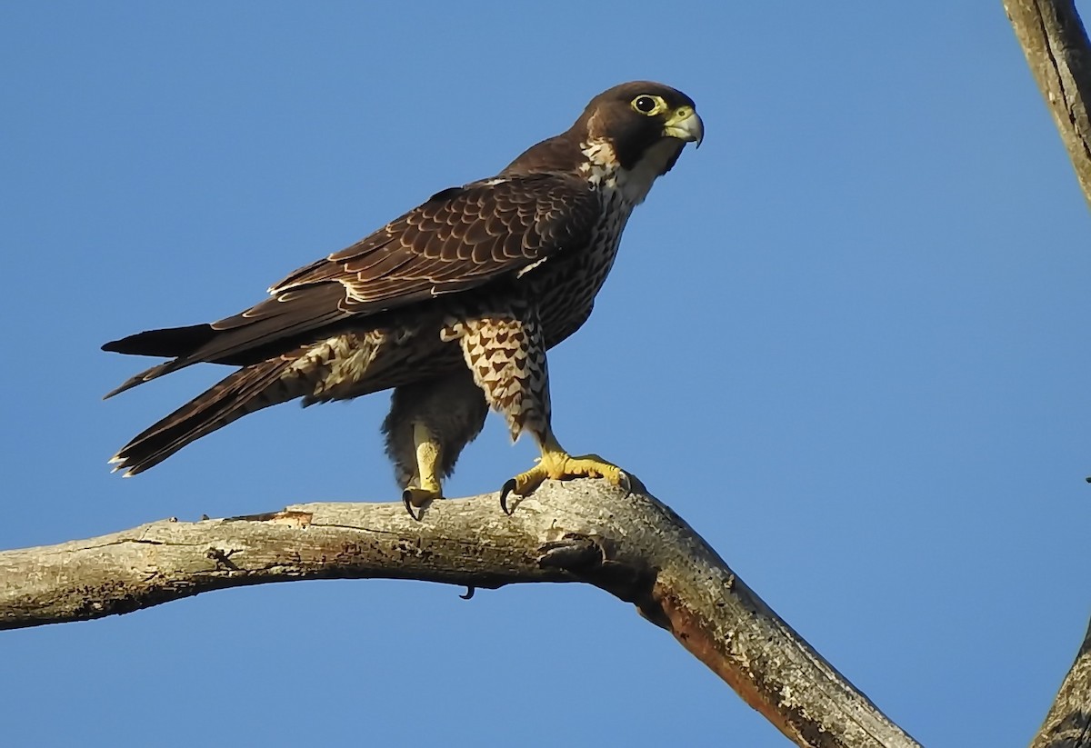 Peregrine Falcon (Australian) - Colin Mulvogue