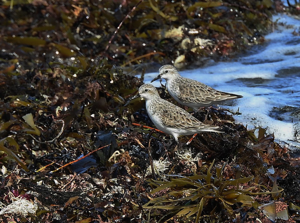 Red-necked Stint - Colin Mulvogue