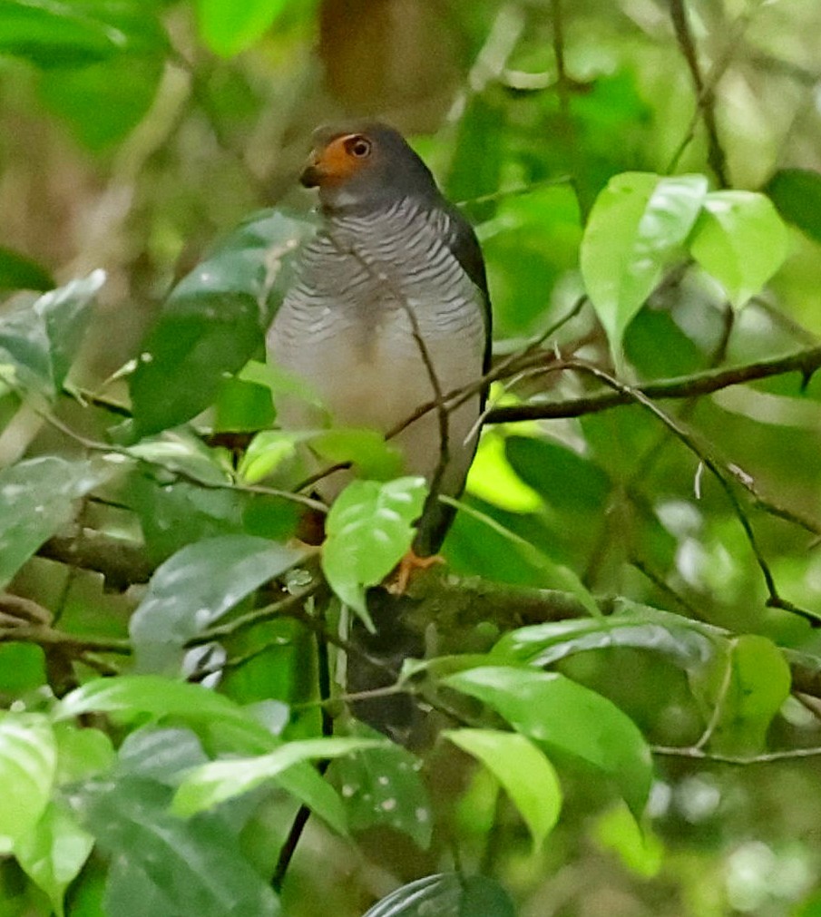 Carnifex à gorge cendrée - ML610767001