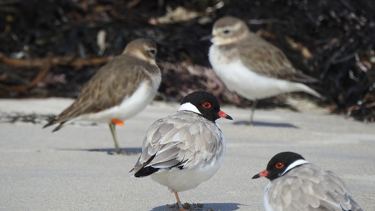 Hooded Plover - ML610767101