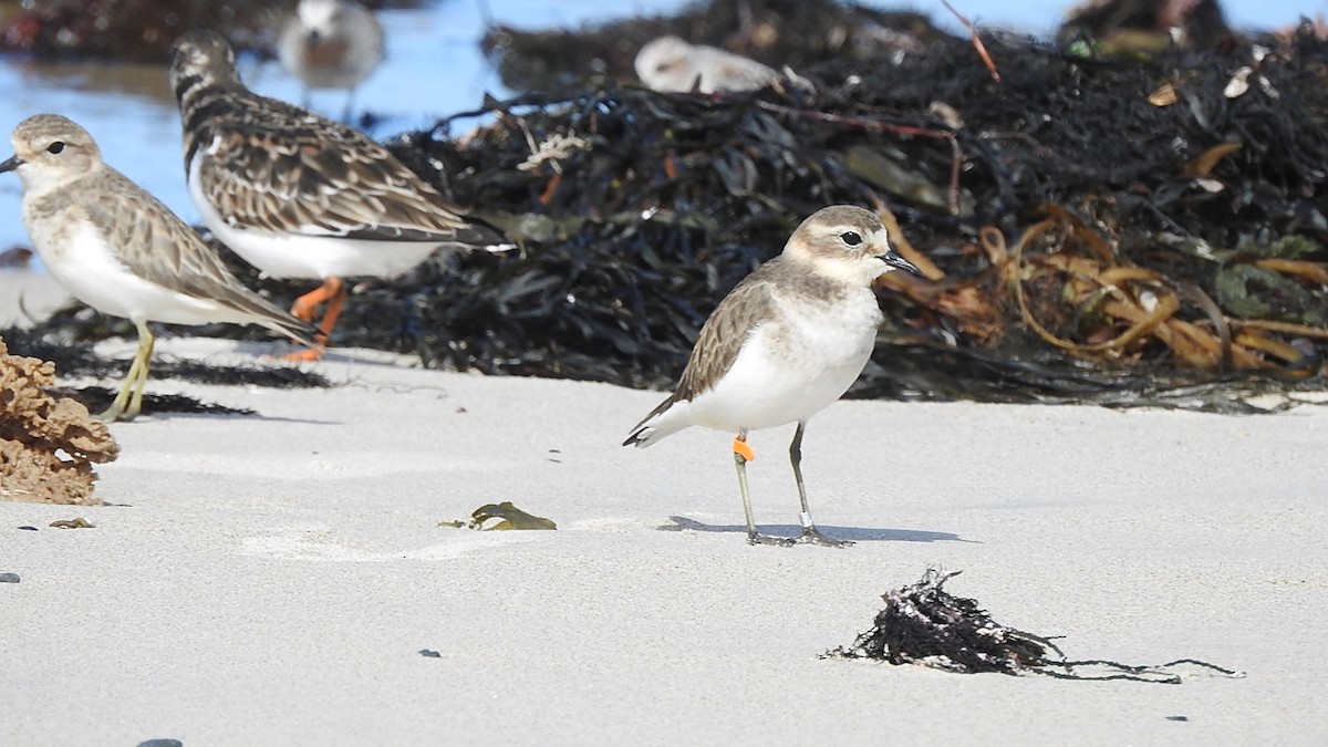 Double-banded Plover - Colin Mulvogue