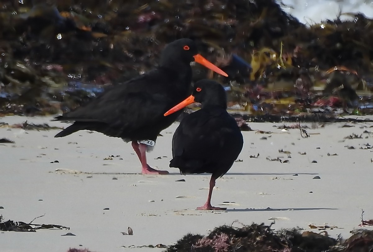 Sooty Oystercatcher - ML610767122