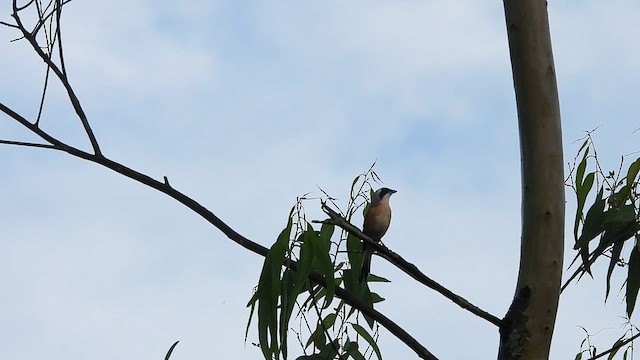 Bay-backed Shrike - ML610767151