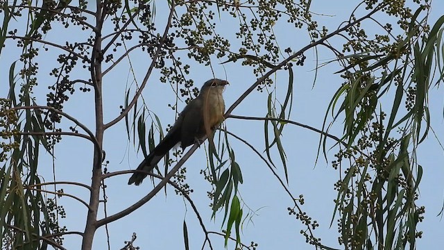 Sirkeer Malkoha - ML610767207