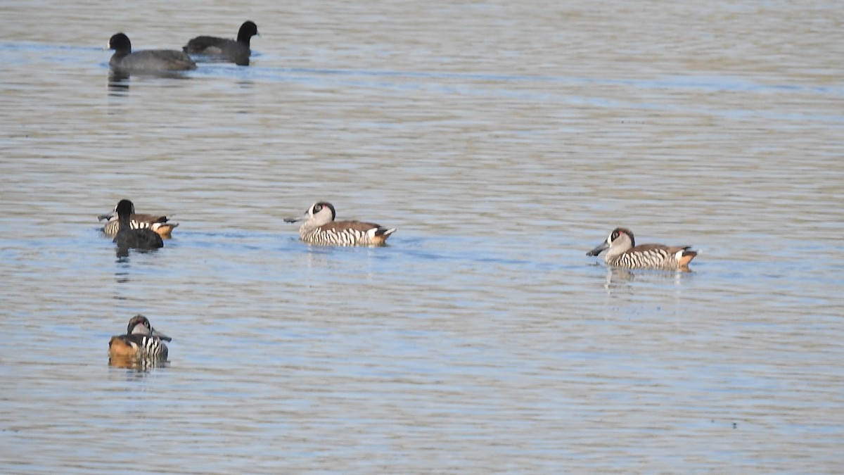 Pink-eared Duck - ML610767241