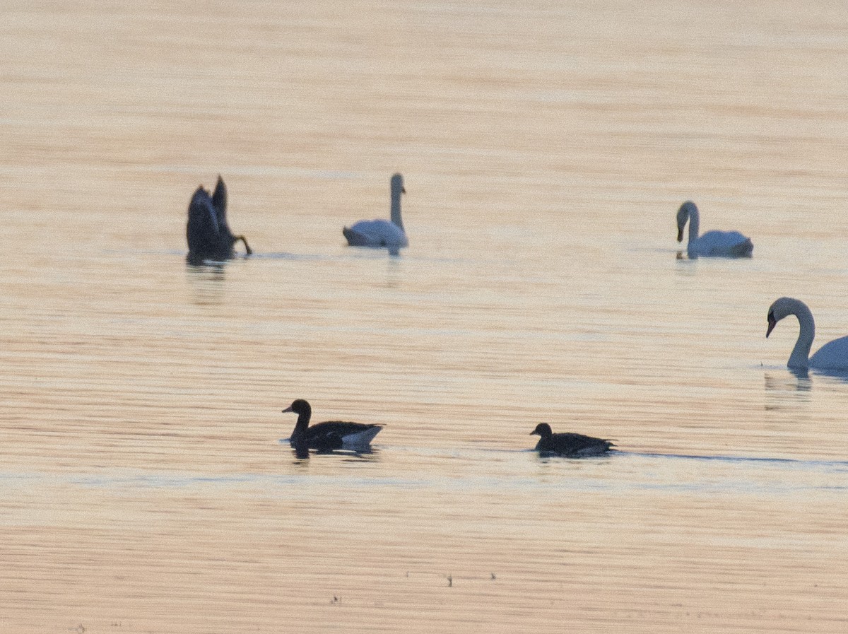 白額雁 - ML610767314