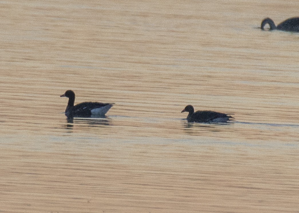 白額雁 - ML610767315