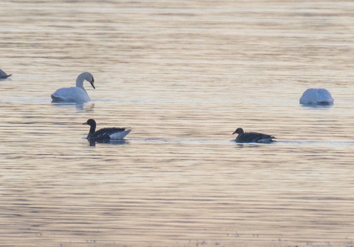 白額雁 - ML610767316