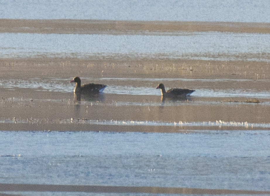 白額雁 - ML610767317